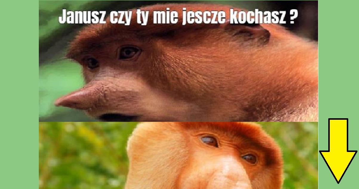 Janusz Czy Ty Mnie Jeszcze Kochasz Xd Lolspl 9831